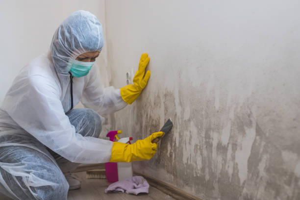 Best Mold Odor Removal Services  in Scott City, KS